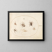 Platine 38 Sept araignées - Joris Hoefnagel — framed artwork on a wall