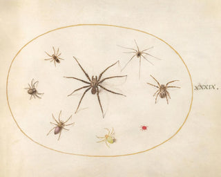 Platine 39 Eight spiders - Joris Hoefnagel — artwork view