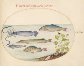 Planche 39: Calmar, Gurnard, Brochet et autres poissons - Joris Hoefnagel — artwork view