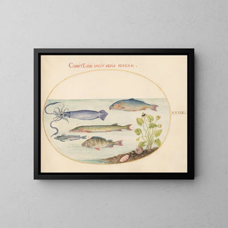 Planche 39: Calmar, Gurnard, Brochet et autres poissons - Joris Hoefnagel — framed artwork on a wall