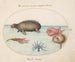 Plate 3: A morse, an octopus with nine tentacles, and a sunfish - Joris Hoefnagel — artwork view