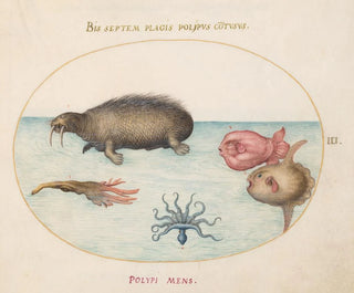 Plate 3: A morse, an octopus with nine tentacles, and a sunfish - Joris Hoefnagel — artwork view