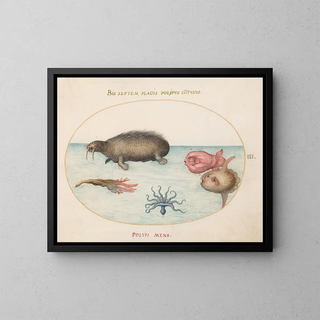 Plate 3: A morse, an octopus with nine tentacles, and a sunfish - Joris Hoefnagel — framed artwork on a wall