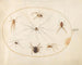 Platine Painting 40 Eight Spiders, including a crossed spider with an egg sac - Joris Hoefnagel — artwork view
