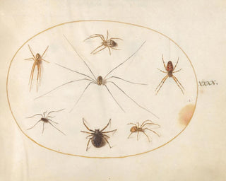 Platine Painting 40 Eight Spiders, including a crossed spider with an egg sac - Joris Hoefnagel — artwork view