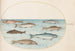 Planche 40 Salmon, trout and freshwater fish - Joris Hoefnagel — artwork view