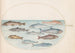 Planche 41, Corégone et Autres Poissons - Joris Hoefnagel — artwork view