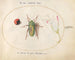 Plaque 42: Jewel beetle with a rosary dot and a oleander flower - Joris Hoefnagel — artwork view