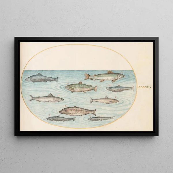 Planche 42, New Fish - Joris Hoefnagel — framed artwork on a wall