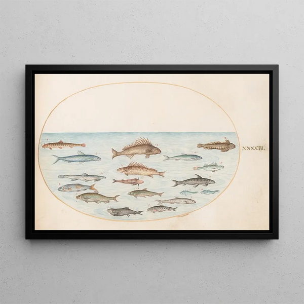 Planche 43, fifteen fish - Joris Hoefnagel — framed artwork on a wall