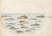 Planche 43, fifteen fish - Joris Hoefnagel — artwork view