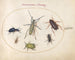 Planche 43: Scarabée musqué, scarabée huileux, scarabée de la tanaisie, cafard, punaise à pattes foliacées et autres insectes - Joris Hoefnagel — artwork view