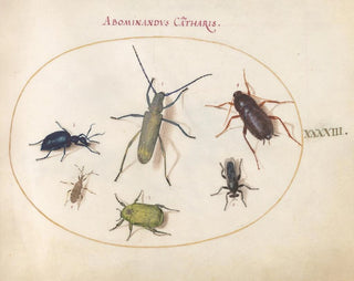 Planche 43: Scarabée musqué, scarabée huileux, scarabée de la tanaisie, cafard, punaise à pattes foliacées et autres insectes - Joris Hoefnagel — artwork view