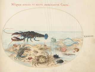 Platine Painting 44 Lobster, two crabs, scallop shells, and other marine life - Joris Hoefnagel — artwork view