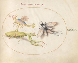 Platine 44 Mante, Éphémère et un Locuste Fictionnel - Joris Hoefnagel — artwork view