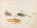 Platine 46 Three Grasshoppers - Joris Hoefnagel — artwork view