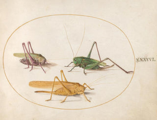 Platine 46 Three Grasshoppers - Joris Hoefnagel — artwork view