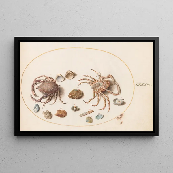 Planche 46 Two crabs with shells - Joris Hoefnagel — framed artwork on a wall