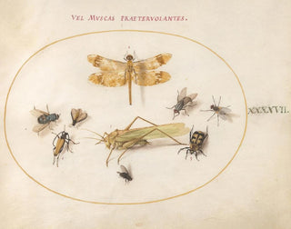 Plant Painting 47 A dragonfly, an damselfly, grasshoppers, houseflies, a necrophagous beetle, a flowering longhorn beetle, and other insects - Joris Hoefnagel — artwork view