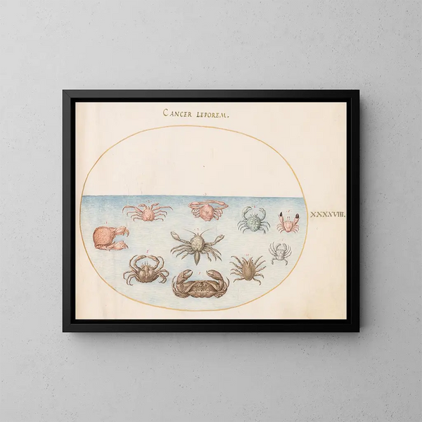 Planche 48: Dix crabes - Joris Hoefnagel — framed artwork on a wall