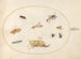 Plant Painting 49 A Grasshopper, a Caterpillar, a Butterfly, a Moth, and Other Insects - Joris Hoefnagel — artwork view