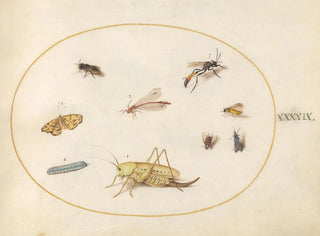 Plant Painting 49 A Grasshopper, a Caterpillar, a Butterfly, a Moth, and Other Insects - Joris Hoefnagel — artwork view