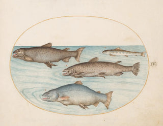 Plaque 4 Four salmons - Joris Hoefnagel — artwork view