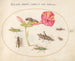 Plant Painting 50 Grasshoppers, a Caterpillar, and a Scaled Insect with a Four O'Clock Flower - Joris Hoefnagel — artwork view