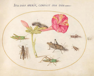 Plant Painting 50 Grasshoppers, a Caterpillar, and a Scaled Insect with a Four O'Clock Flower - Joris Hoefnagel — artwork view