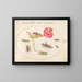 Plant Painting 50 Grasshoppers, a Caterpillar, and a Scaled Insect with a Four O'Clock Flower - Joris Hoefnagel — framed artwork on a wall