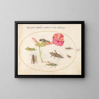 Plant Painting 50 Grasshoppers, a Caterpillar, and a Scaled Insect with a Four O'Clock Flower - Joris Hoefnagel — framed artwork on a wall