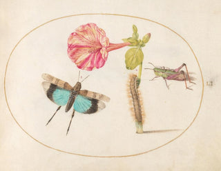 Platine 51 Sauterelles et une chenille avec une fleur de quatre heures - Joris Hoefnagel — artwork view