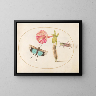 Platine 51 Sauterelles et une chenille avec une fleur de quatre heures - Joris Hoefnagel — framed artwork on a wall