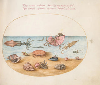 Platine 52 An Argonaut, hermit crabs, shells, and a crab - Joris Hoefnagel — artwork view