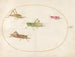 Platine Painting 52 Four Grasshoppers - Joris Hoefnagel — artwork view