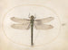 Plant 53 Southern dragonfly - Joris Hoefnagel — artwork view