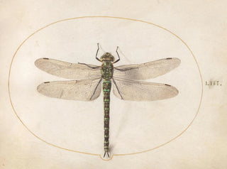 Plant 53 Southern dragonfly - Joris Hoefnagel — artwork view