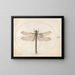 Plant 53 Southern dragonfly - Joris Hoefnagel — framed artwork on a wall