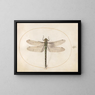 Plant 53 Southern dragonfly - Joris Hoefnagel — framed artwork on a wall