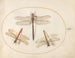 Platine Painting 54 Velvet Dragonfly and Two Agrions - Joris Hoefnagel — artwork view