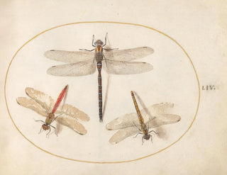 Platine Painting 54 Velvet Dragonfly and Two Agrions - Joris Hoefnagel — artwork view