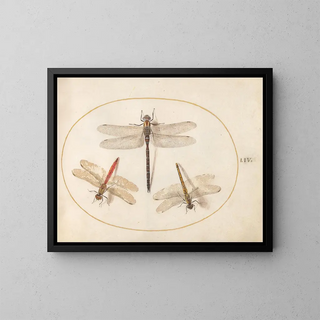Platine Painting 54 Velvet Dragonfly and Two Agrions - Joris Hoefnagel — framed artwork on a wall