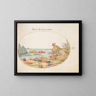Planches 54: Sea cucumbers, sea urchins, starfish, jellyfish, sea hare, and other marine life forms - Joris Hoefnagel — framed artwork on a wall