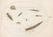 Planche 55 Aquatic insects and invertebrates, including a snail - Joris Hoefnagel — artwork view