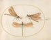 Plaque 55 Three Green Maidens with Brown Wings - Joris Hoefnagel — artwork view