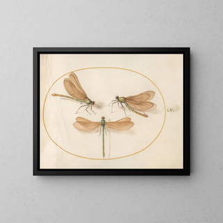 Plaque 55 Three Green Maidens with Brown Wings - Joris Hoefnagel — framed artwork on a wall