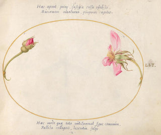 Plant 56 A boutonnière and a pink rose in decomposition - Joris Hoefnagel — artwork view