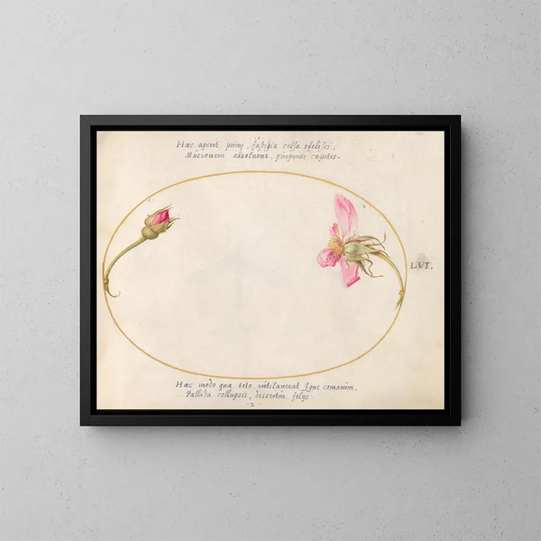 Plant 56 A boutonnière and a pink rose in decomposition - Joris Hoefnagel — framed artwork on a wall