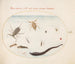 Planches 56: Water scorpion, water meter, pond skater, red mite, leech, and other aquatic insects - Joris Hoefnagel — artwork view
