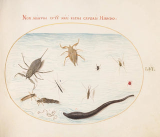 Planches 56: Water scorpion, water meter, pond skater, red mite, leech, and other aquatic insects - Joris Hoefnagel — artwork view